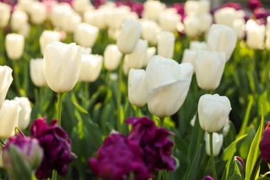 Photo of Beautiful colorful tulips growing in flower bed, selective focus