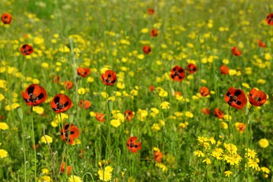 Beautiful flowers growing in meadow on sunny day