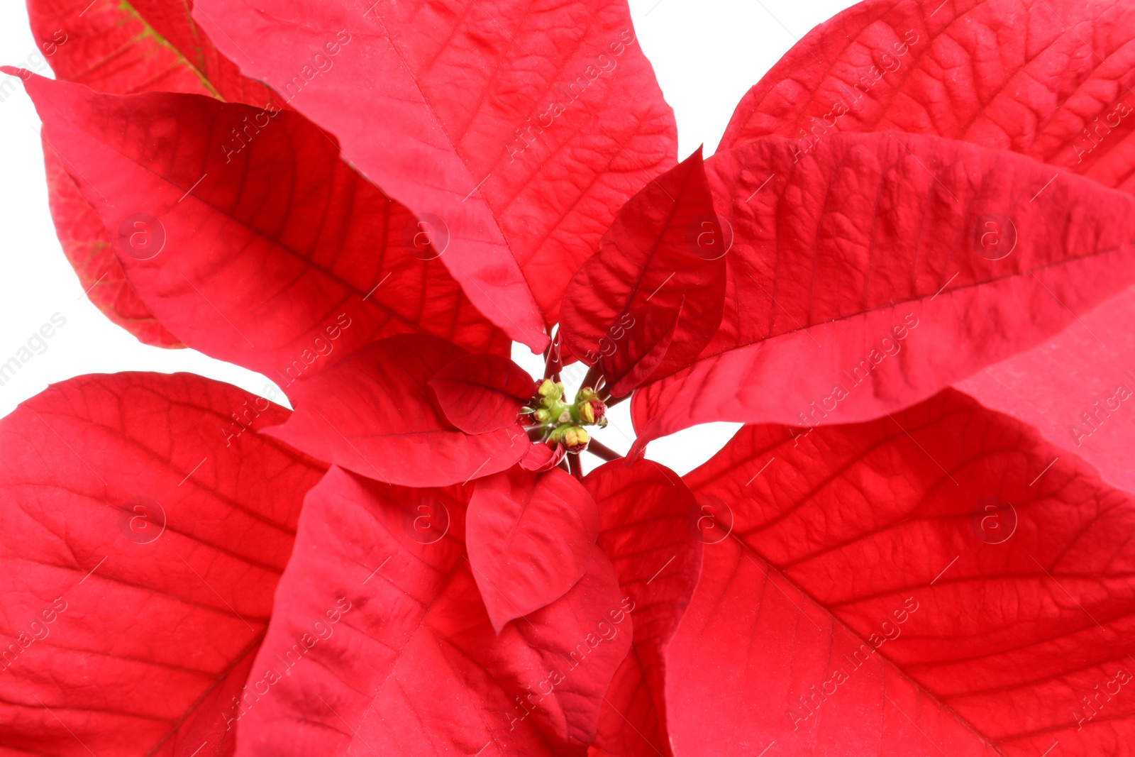 Photo of Beautiful poinsettia, closeup view. Traditional Christmas flower