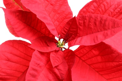 Beautiful poinsettia, closeup view. Traditional Christmas flower