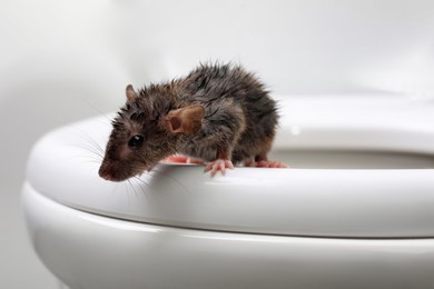 Photo of Wet rat on toilet bowl in bathroom, closeup. Pest control
