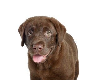 Photo of Cute chocolate Labrador Retriever puppy on white background