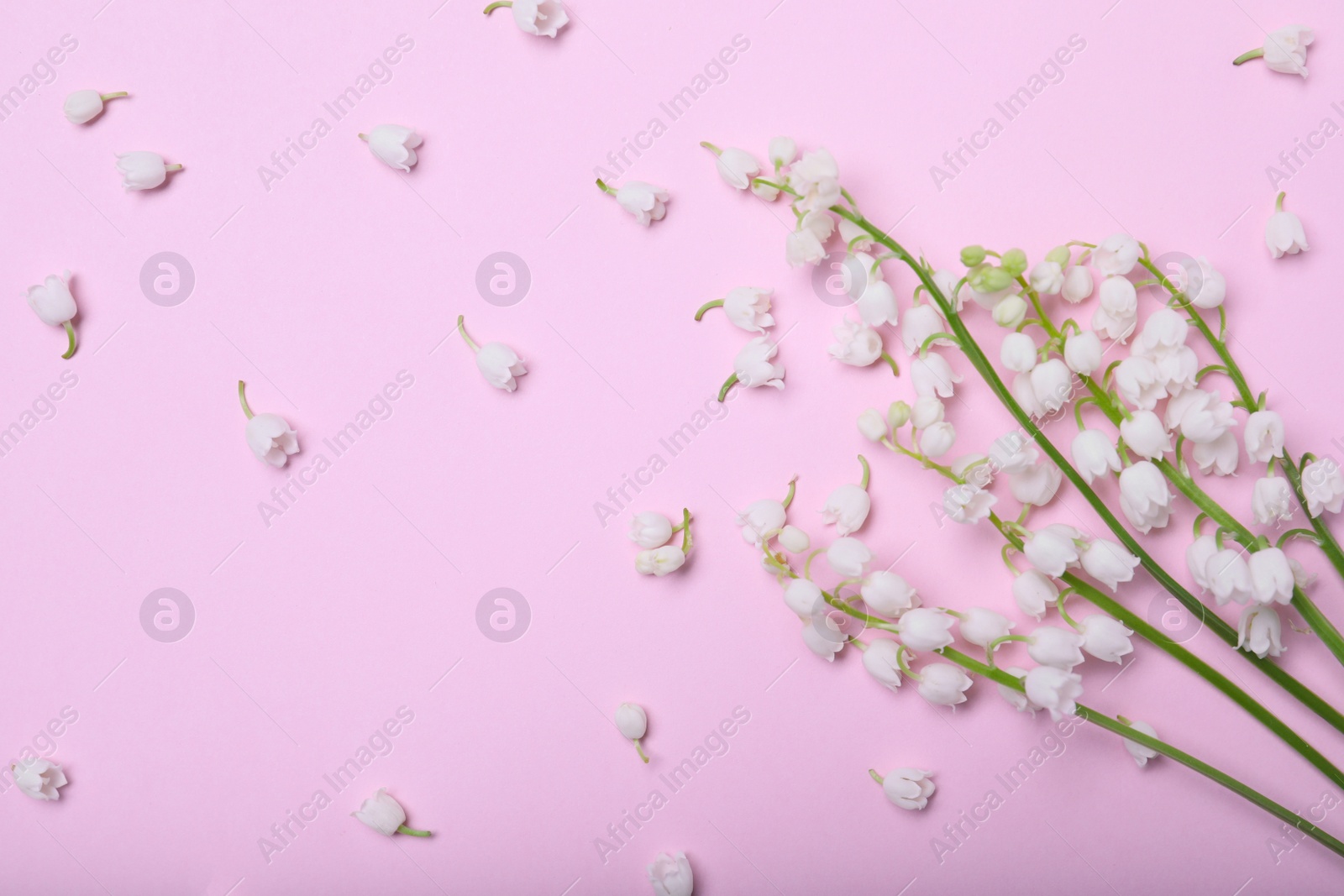 Photo of Beautiful lily of the valley flowers on pink background, flat lay