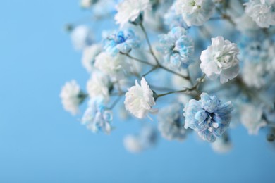 Many beautiful dyed gypsophila flowers on light blue background, closeup