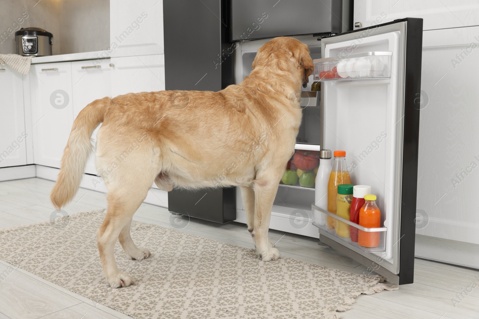 Photo of Cute Labrador Retriever seeking for food in kitchen refrigerator