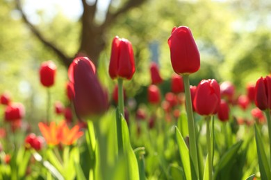 Photo of Beautiful red tulips growing outdoors on sunny day, closeup