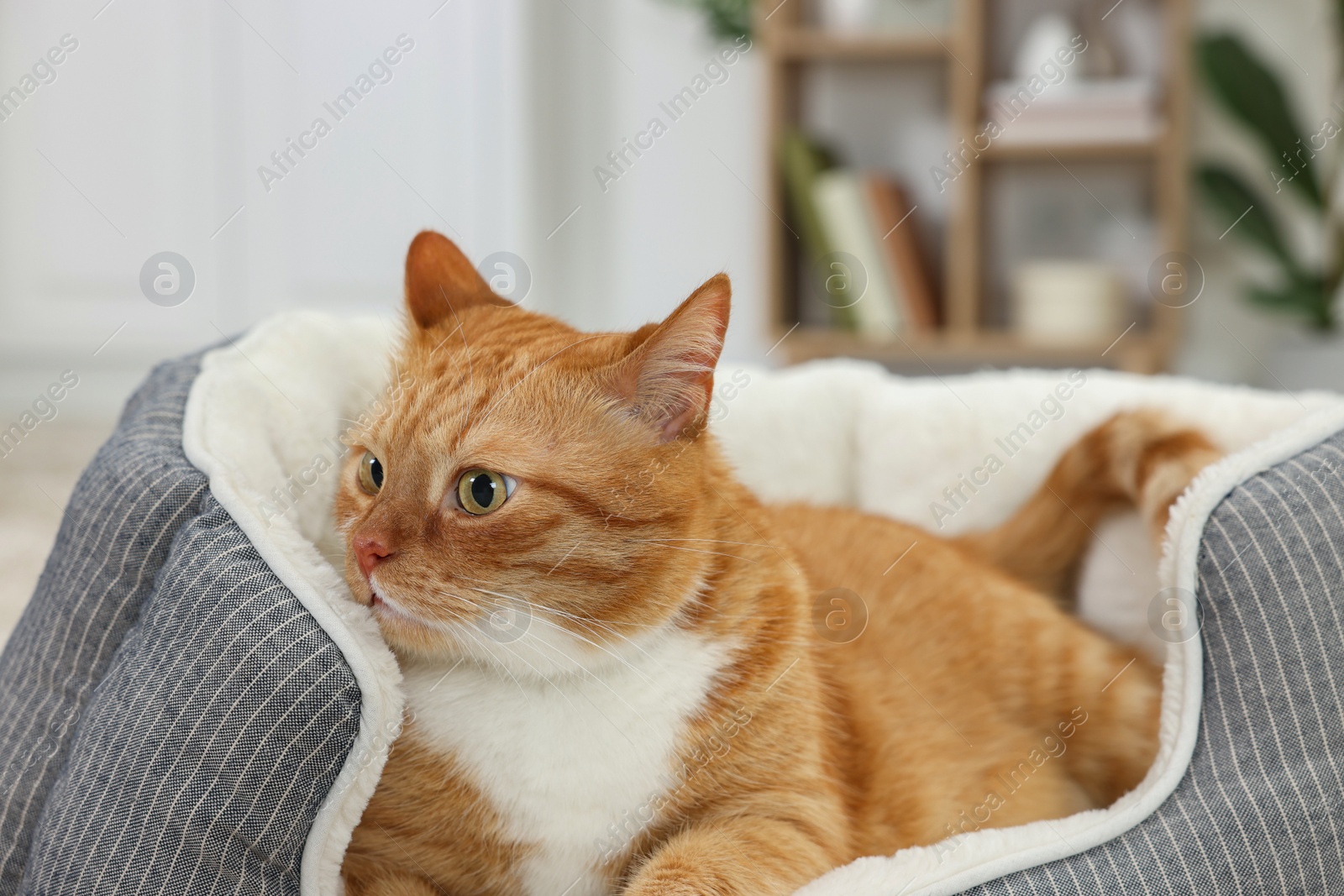 Photo of Cute ginger cat lying on pet bed at home, closeup