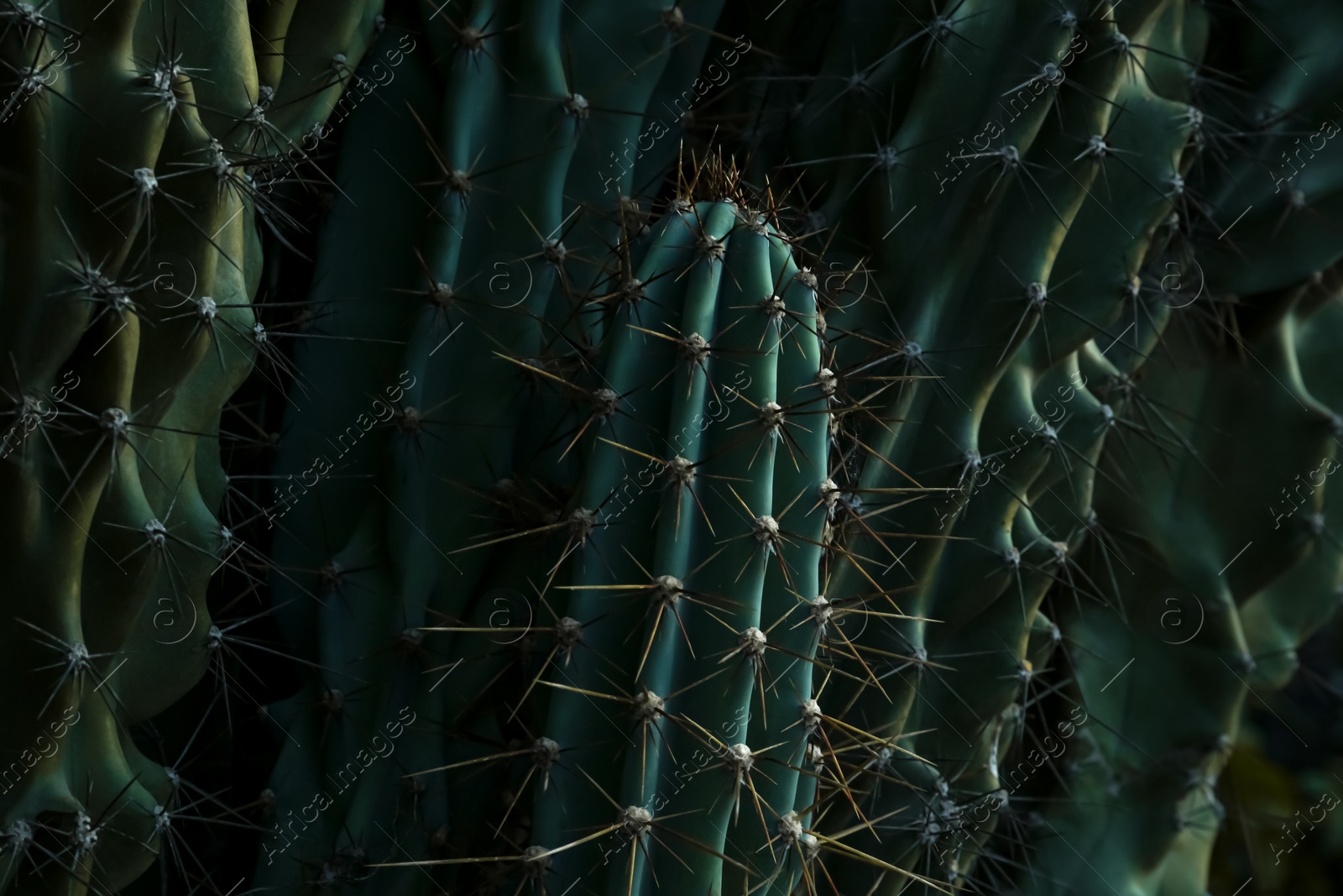 Photo of Beautiful green cactus as background, closeup view