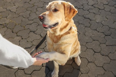 Photo of Adorable Labrador Retriever giving paw to woman outdoors, closeup
