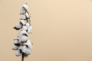 Photo of Beautiful cotton branch with fluffy flowers on beige background, space for text