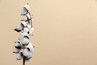 Beautiful cotton branch with fluffy flowers on beige background, space for text