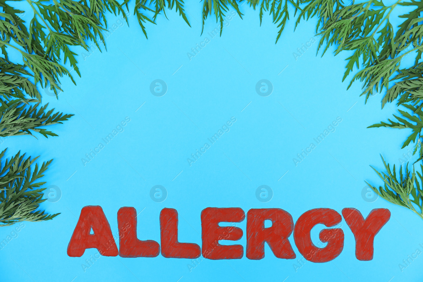 Photo of Ragweed (Ambrosia) and word ALLERGY on blue background, flat lay. Space for text
