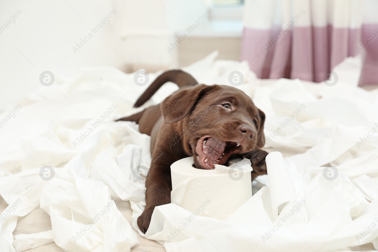 Photo of Cute chocolate Labrador Retriever puppy and torn paper on floor indoors