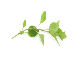 Photo of Sprig of fresh green oregano isolated on white, top view