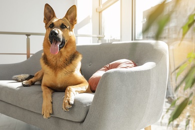 Photo of German shepherd lying on sofa in living room