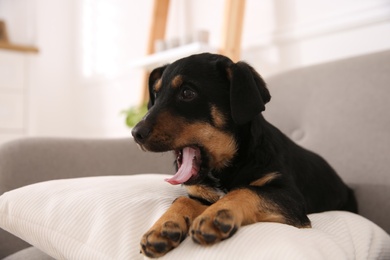 Cute little black puppy on sofa indoors