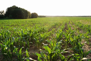 Photo of Beautiful agricultural field with green corn plants on sunny day