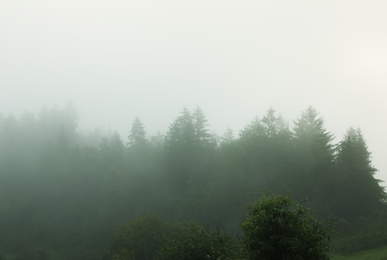 Picturesque view of mountain forest in foggy morning