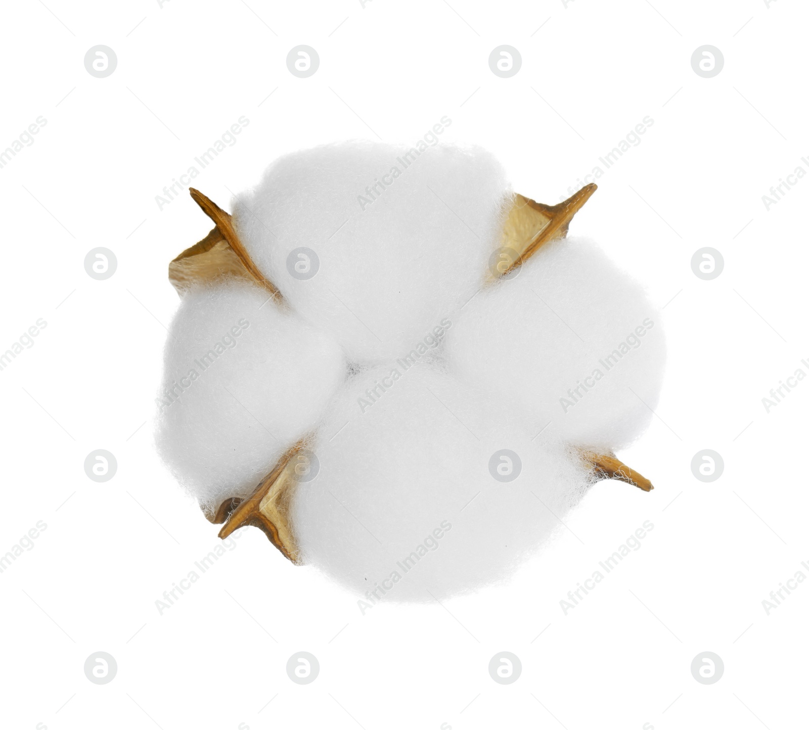 Photo of Beautiful fluffy cotton flower isolated on white