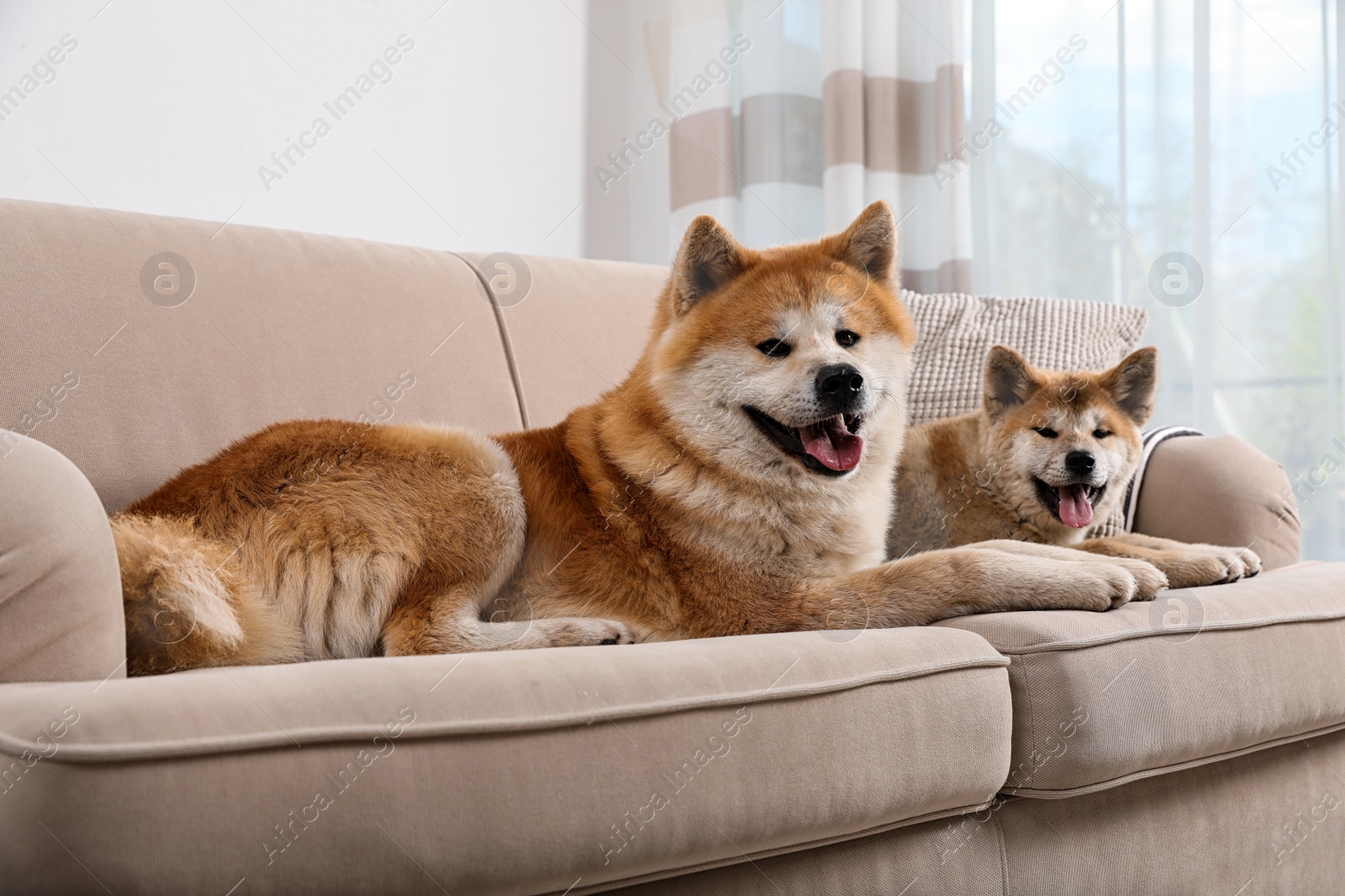 Photo of Adorable Akita Inu dog and puppy on sofa in living room