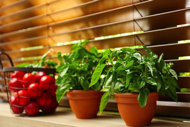 Green basil plant in pot on window sill indoors