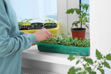 Woman planting seedlings into plastic container on windowsill indoors, closeup