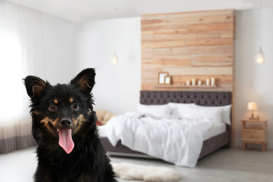 Image of Cute dog in room, space for text. Pet friendly hotel 