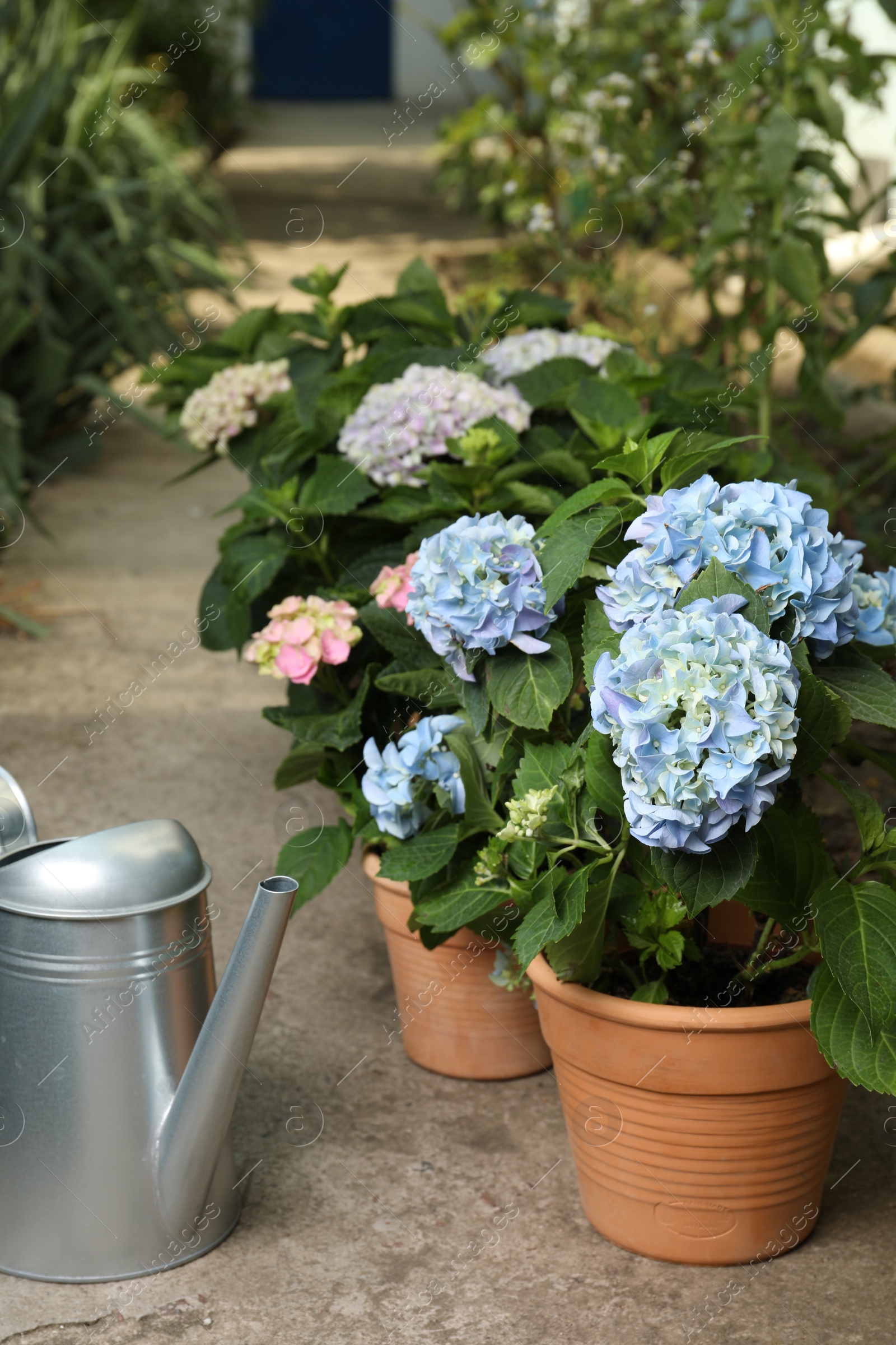 Photo of Watering can and beautiful blooming hortensia plants in pots outdoors