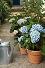 Watering can and beautiful blooming hortensia plants in pots outdoors
