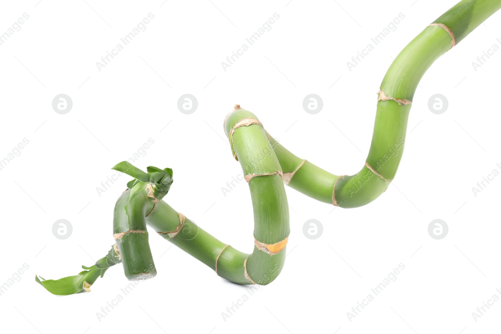 Photo of Beautiful green bamboo stem with leaves on white background