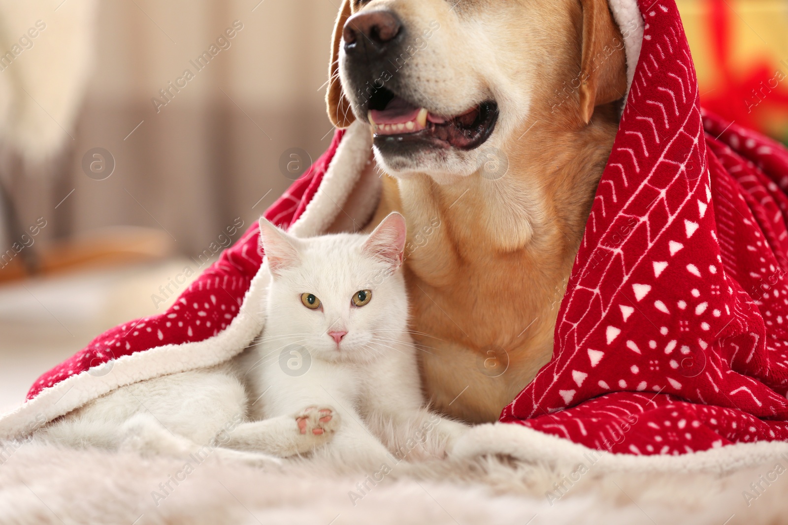 Photo of Adorable dog and cat together under blanket at room decorated for Christmas. Cute pets