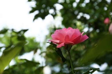 Photo of Beautiful blooming rose pink in garden on summer day. Space for text