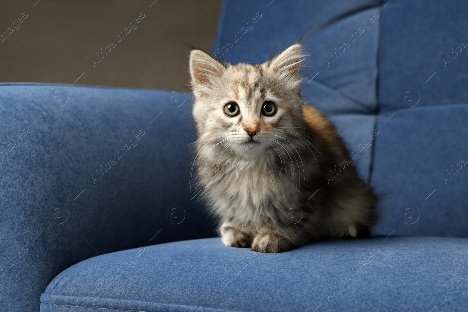 Photo of Cute fluffy kitten on soft blue sofa