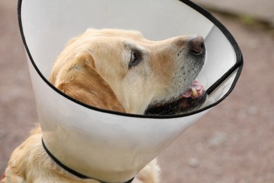 Photo of Adorable Labrador Retriever dog wearing Elizabethan collar outdoors, closeup