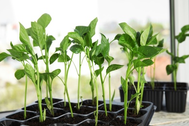 Vegetable seedlings in plastic tray on window sill