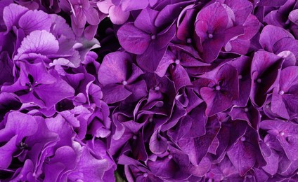 Image of Beautiful bright hortensia flowers as background, closeup