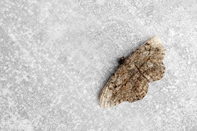 Photo of Single Alcis repandata moth on light grey background, top view. Space for text