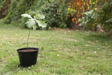 Photo of Pot with sapling on green grass in park, space for text. Planting tree