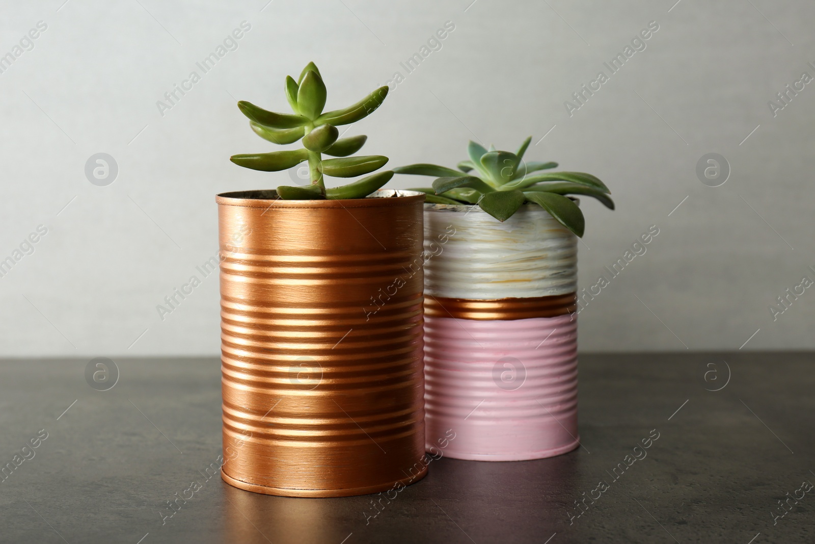 Photo of Echeveria plants in color tin cans on grey stone table, closeup