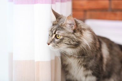 Photo of Adorable Maine Coon cat at home. Space for text