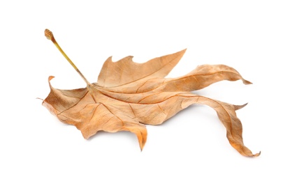 Photo of Dry leaf isolated on white. Autumn season