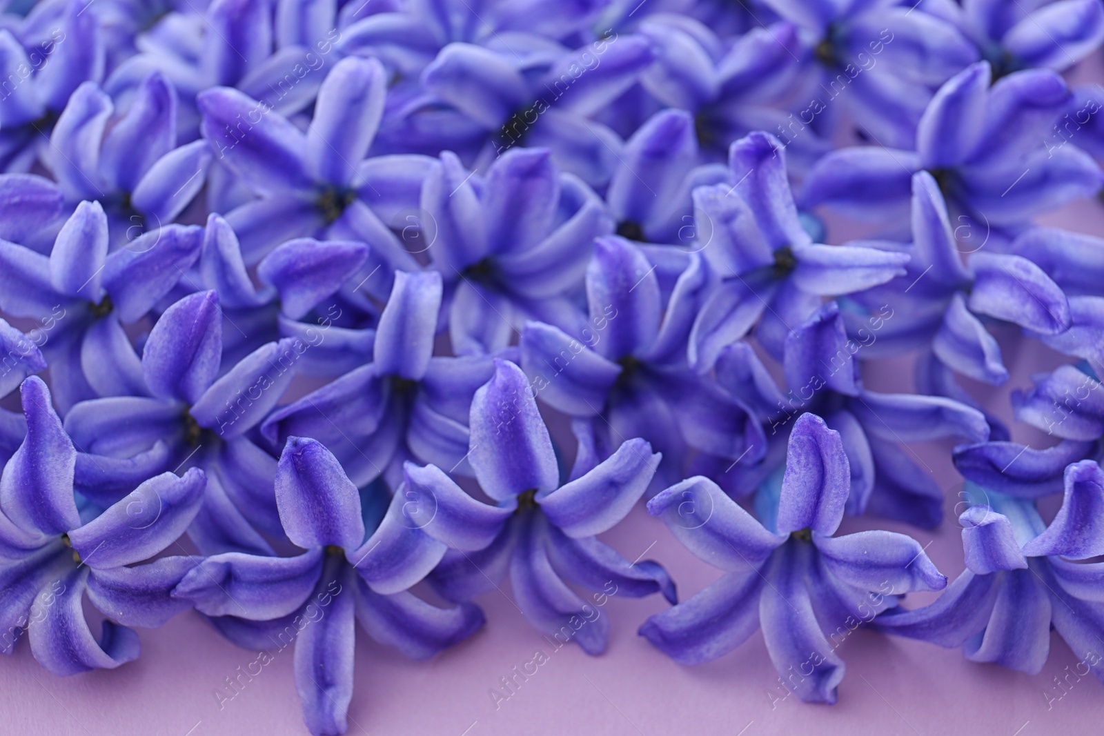 Photo of Many blooming spring hyacinth flowers on color background, closeup view