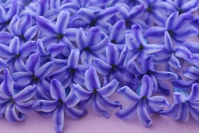 Photo of Many blooming spring hyacinth flowers on color background, closeup view