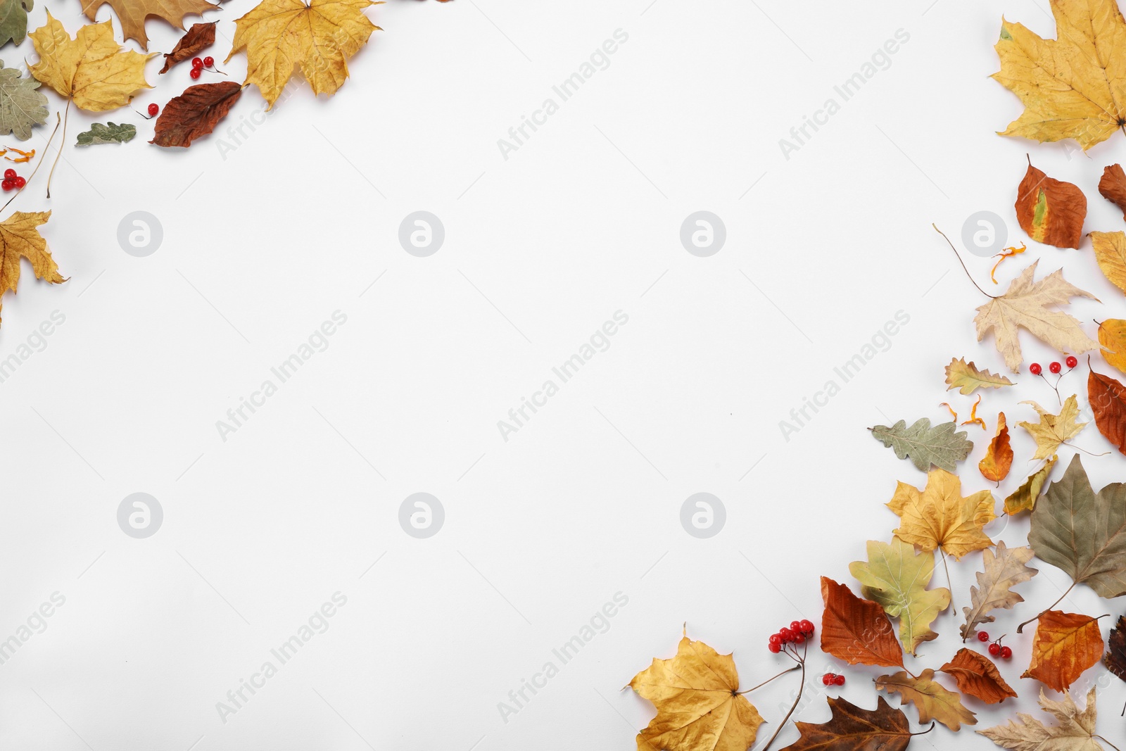 Photo of Dry autumn leaves and berries on white background, flat lay. Space for text