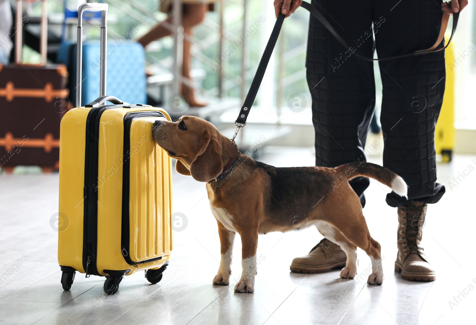 Photo of Officer with dog checking suitcase in airport, closeup. Luggage inspection