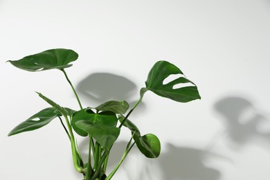 Photo of Beautiful monstera near white wall, space for text. Leafy houseplant