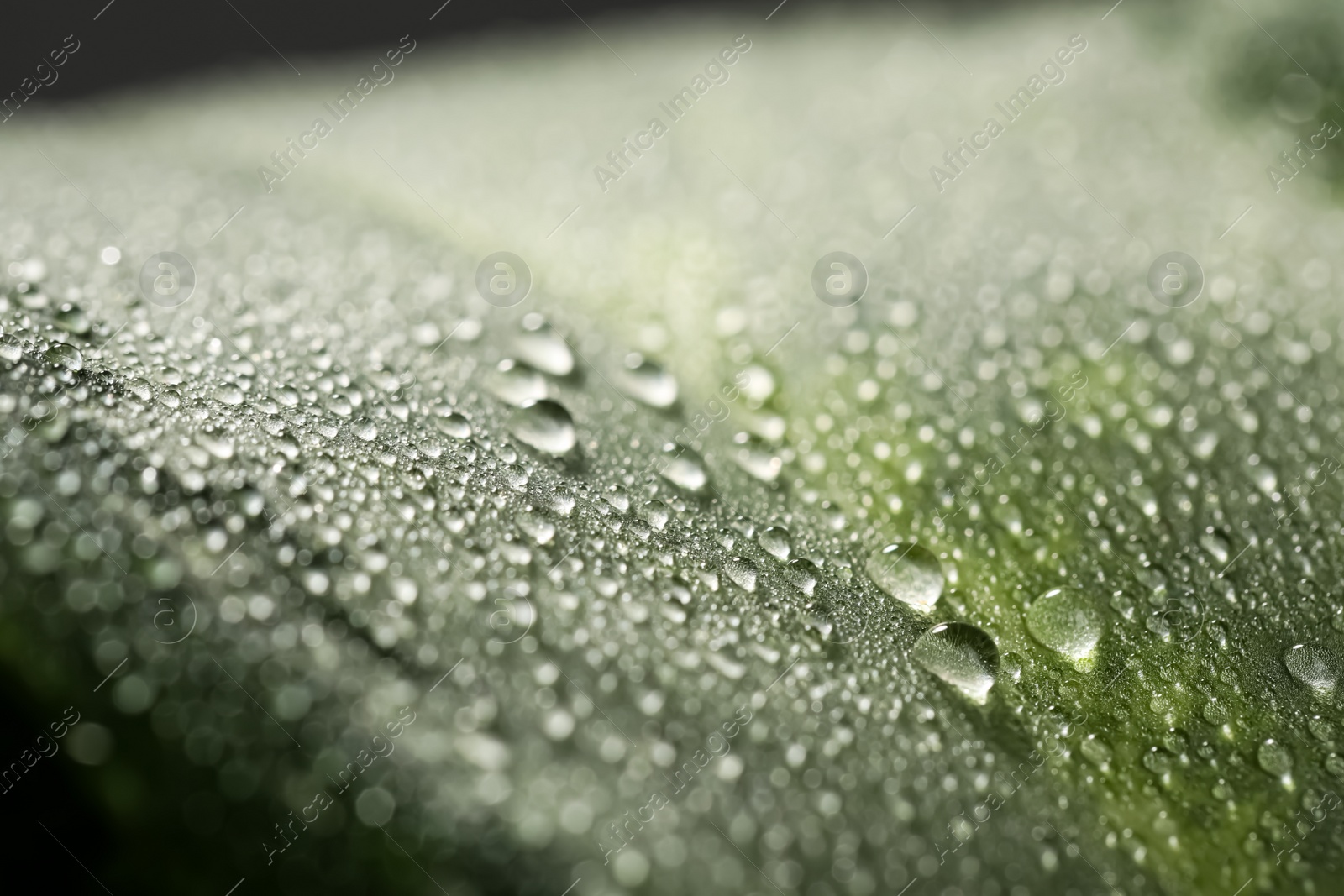 Photo of Closeup view of beautiful green leaf with dew drops