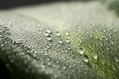 Closeup view of beautiful green leaf with dew drops