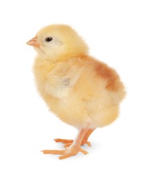 Cute fluffy baby chicken on white background