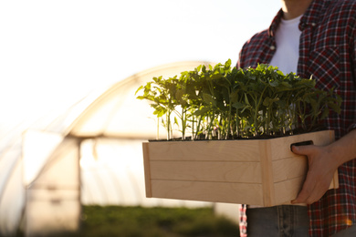 Photo of Man holding wooden crate with tomato seedlings near greenhouse outdoors, closeup